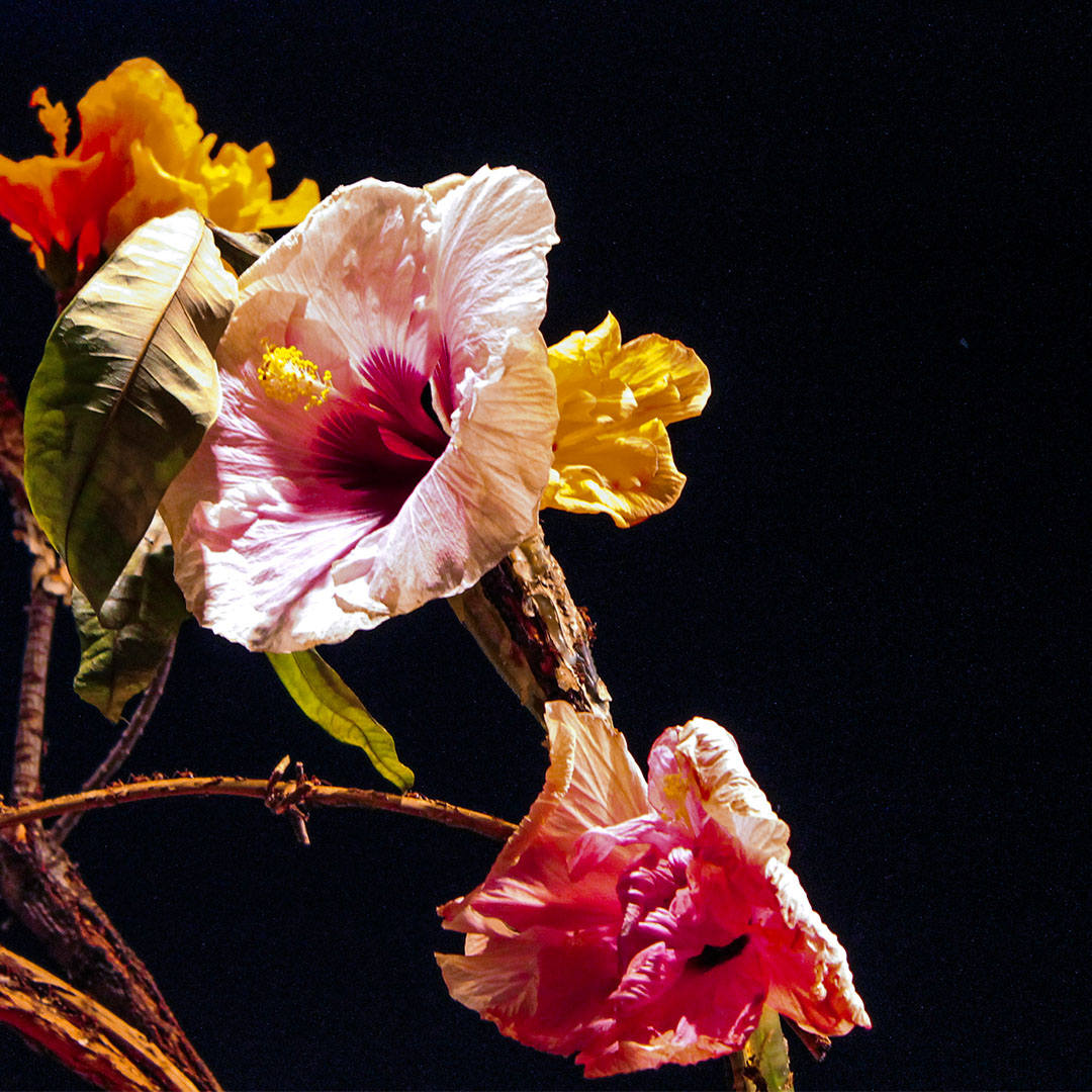 Hibiscus flower contrasted against black background